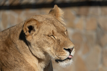 Lioness, Zoo, Portrait - Close-up of a lioness relaxing at a zoo.
