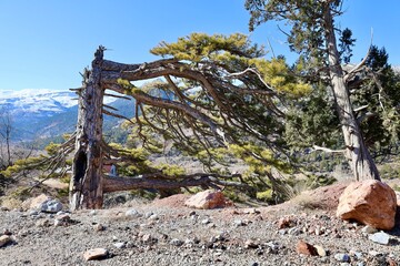Windswept twisted tree. High quality photo