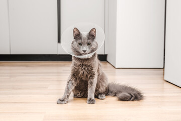 A gray cat in a collar after surgery at home