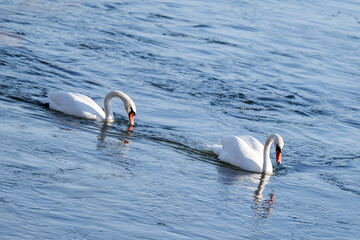 swans swimming