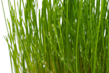 green grass isolated