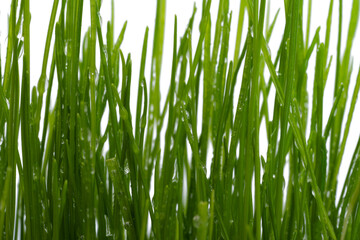 green grass isolated
