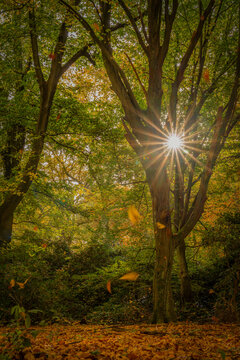 Gegenlichtaufnahme von B&auml;umen im Park im Herbst, die Sonne leuchtet als Sonnenstern, fallende Bl&auml;tter unscharf im Vordergrund, vertikal