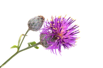 burdock flower isolated