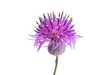burdock flower isolated