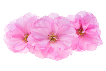 Obraz premium sakura flower isolated