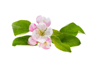 apple blossom isolated