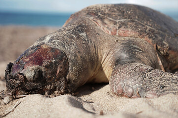 Sea turtle dead on the beach hit by a boat
