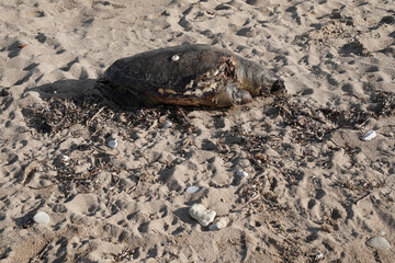 Sea turtle dead on the beach hit by a boat 