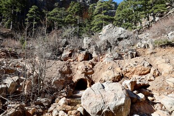 Pine trees landscape. High quality photo