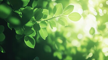 Lush green leaves bathed in sunlight a vibrant natural scene