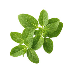 Fresh Green Oregano Leaves Isolated on Black Background