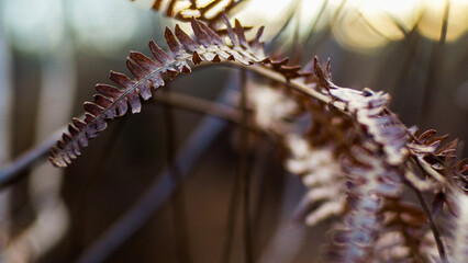Fougères et pins landais, dans la forêt des Landes de Gascogne