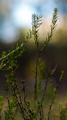 Fougères et pins landais, dans la forêt des Landes de Gascogne