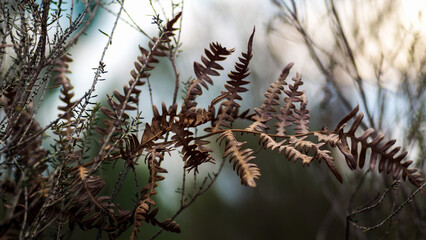 Fougères et pins landais, dans la forêt des Landes de Gascogne