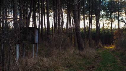 Foug&egrave;res et pins landais, dans la for&ecirc;t des Landes de Gascogne
