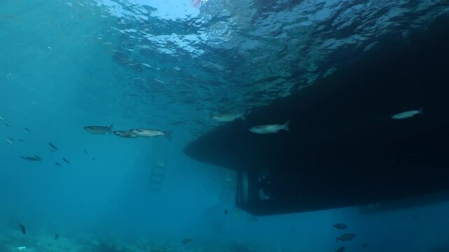 grey mullet scenery underwater mediterranean sea
