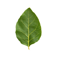 Fototapeta premium Fresh Green Leaf Isolated on White Background for Natural Themes