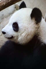 Fototapeta premium BEBE PANDA