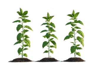 Three Green Seedlings Growing in Rich Dark Soil Isolated on White