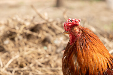  A close-up of a ginger rooster with a unique feature one missing eye. Illustrate related to farming, survival, countryside living, or the unique nature of animals.