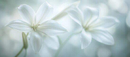 Fototapeta premium Soft focus image of two delicate white lilies, subtly blurred background.