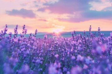 A field of lavender blossoms bathed in the soft light of a setting sun, with pink clouds overhead, A serene field of lavender