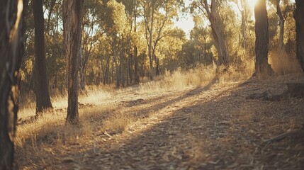 Obraz premium Golden Sunlight Filtering Through A Woodland Path