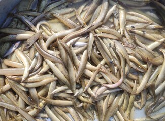 Macrognathus aral, the one-stripe spiny eel, is a small fish from Pakistan, India, Bangladesh, Nepal and Myanmar. It usually is found in running and stagnant waters of freshwater and brackish waters.
