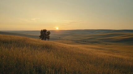 Fototapeta premium Solitary Tree on Rolling Hills at Sunset