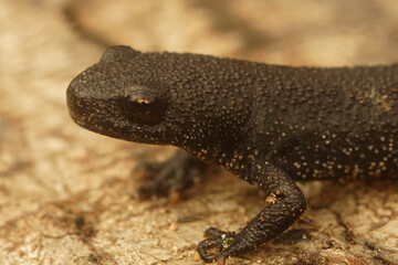Closeup on a juvenile Southern crested newt, Triturus karelinii posing on wood