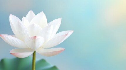 Naklejka premium A serene white lotus flower with delicate pink tips, set against a soft, blurred blue background, symbolizing purity and tranquility.