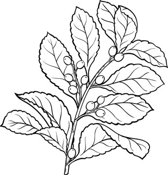 black and white plant branch with leaves clip art preview