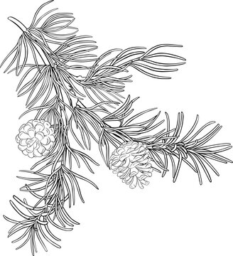 Pine Branch with Cones Outline Illustration.