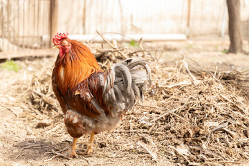  A close-up of a ginger rooster with a unique feature one missing eye. Illustrate related to farming, survival, countryside living, or the unique nature of animals.