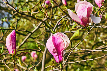 Nice purplish pink magnolia flowers in spring forest park garden