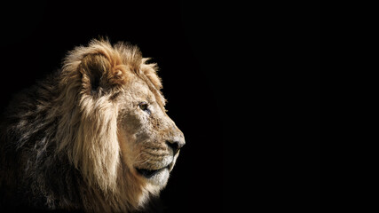 A male Asiatic lion, Panthera leo persica, a subspecies of the African lion and, in the wild, is found only in Gir National Park, Gujarat. Endangered species. Portrait on black with space for text..