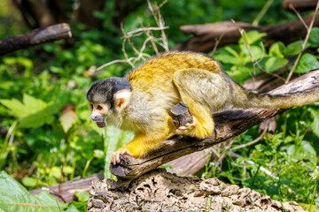 A black capped squirrel monkey climbing on a fallen branch, Saimiri boliviensis. A New World monkey native to the upper Amazon basin in Bolivia, western Brazil and eastern Peru.