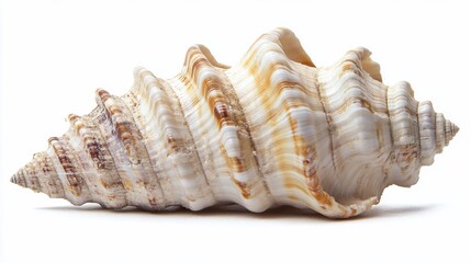 Close-up of a spiral seashell on white background.