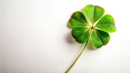 A delicate four-leaf clover with vibrant green leaves and a brown stem, set against a soft white background, capturing its unique charm , four leaf clover, botanical