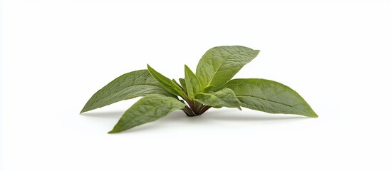 Obraz premium Fresh green sprout with multiple leaves isolated on white background.