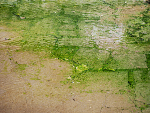 shallow pond with green algea growing on the ground 