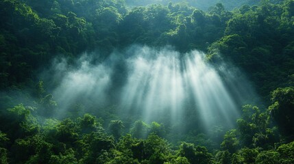 Sunbeams breaking through the morning mist in a lush green forest