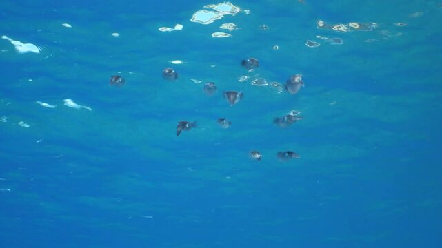 squid school underwater close up cuttlefish big eye cephalopod sepioteuthis lessonia