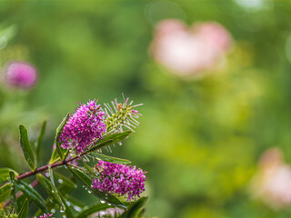 Wet Lovely Pink Hebe Flowers