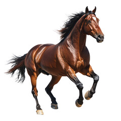 Obraz premium Majestic Brown Stallion in Motion: A Captivating Equestrian Portrait
