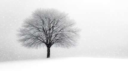 Fototapeta premium Solitary snow-covered tree in a winter landscape.