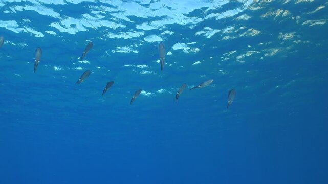 squid school underwater close up cuttlefish big eye cephalopod sepioteuthis lessonia