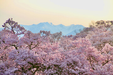 高遠城址公園の桜（長野県・伊那市）