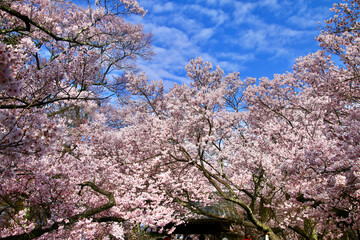 高遠城址公園の桜（長野県・伊那市）